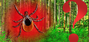 Y a-t-il des tiques dans une pinède (et dans les forêts de conifères en général)