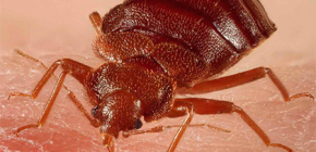 À quoi ressemblent les punaises de lit