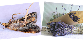 De quoi la taupe a-t-elle le plus peur ?