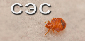 Assainissement des locaux contre les punaises de lit à l'aide de la Station Sanitaire et Épidémiologique (SES)