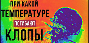 Une expérience sur les punaises de lit: à quelle température meurent-elles et comment cela peut-il être utilisé en pratique