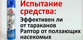 Nous testons l'effet de l'aérosol Raptor sur les cafards