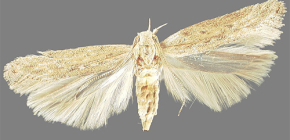 À propos de la teigne de la pomme de terre et des méthodes pour y faire face