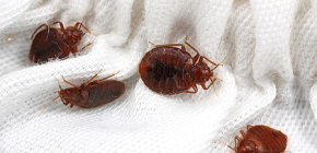 En savoir plus sur les punaises de lit