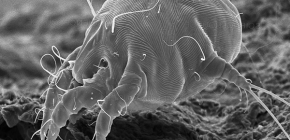 Les mites d'oreille chez l'homme et les animaux