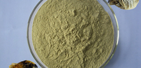 Grande camomille contre les punaises de lit