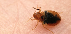 Les punaises de lit et comment les combattre