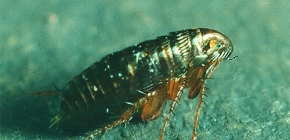 Comment traiter les puces dans la maison: détails de la procédure