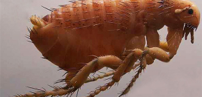 Petits insectes sauteurs dans l'appartement et méthodes de traitement