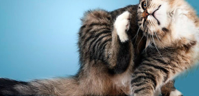 Colliers anti-puces pour chats et chatons