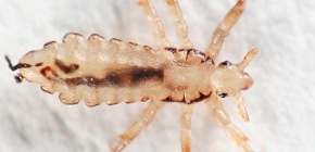 Poux de tête: photos détaillées et caractéristiques de la biologie des parasites