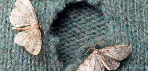 Que mangent les vêtements et les mites alimentaires