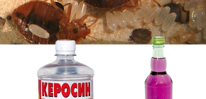 Kérosène et alcool dénaturé contre les punaises de lit - quelle est l'efficacité d'un tel traitement ?