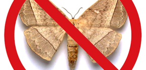 Choisir un remède contre les mites dans l'appartement