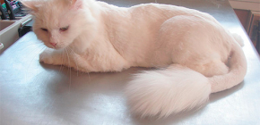 Puces chez un chat: à quoi elles ressemblent sur la photo et comment les traiter