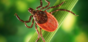 Encéphalite à tiques