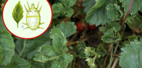 Comment lutter contre les acariens des fraises sur les fraises