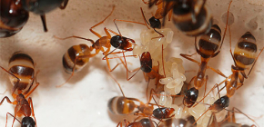 Nous combattons les fourmis domestiques dans l'appartement