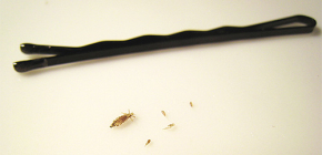 Comment éliminer les poux et les lentes: un aperçu des méthodes et moyens efficaces