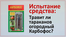 Voyons si le jardin habituel Karbofos est efficace contre les cafards