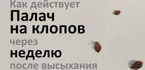 Nous avons planté des punaises de lit dans un conteneur qui a été traité avec le Bourreau il y a une semaine - nous cherchons à voir si les parasites seront empoisonnés par l'agent longtemps séché...