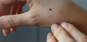 Comment se protéger des tiques dans la nature