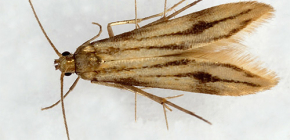 Comment lutter efficacement contre les mites