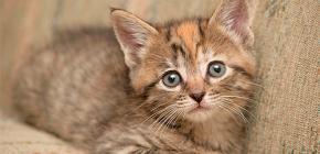 Comment enlever les puces d'un chaton