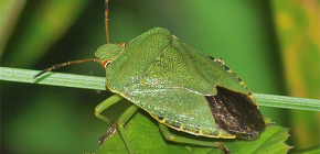 À quoi ressemble un insecte vert et vaut-il la peine d'avoir peur