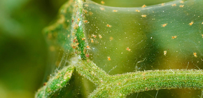 Dégâts des semis par les tétranyques