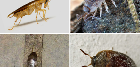 Types d'insectes pouvant vivre dans un appartement et leurs photos