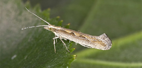 La lutte contre la teigne du chou