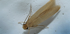 Comment et comment faire sortir les mites de l'appartement