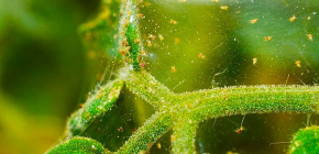 Quel est le tétranyque dangereux sur les plantes d'intérieur