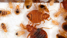 Méthodes de destruction des punaises de lit dans l'appartement ...