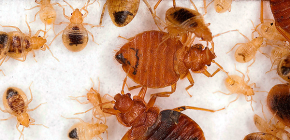 Méthodes éprouvées pour la destruction des punaises de lit, qui ont montré une grande efficacité