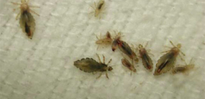 Comment se débarrasser des poux et des lentes : trucs et astuces pratiques