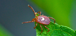 Borréliose transmise par les tiques