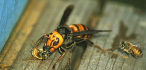 Frelons tueurs vs abeilles mellifères : qui gagnera qui ?