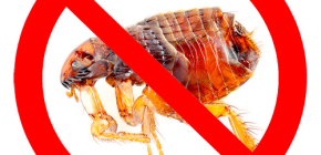 Remèdes efficaces contre les puces pour chats et chiens