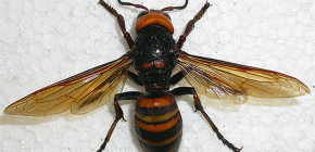 Frelons géants : à propos de leur mode de vie et du danger pour l'homme