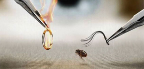 De quoi les puces ont-elles le plus peur ?