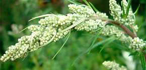 L'absinthe amère aide-t-elle à se débarrasser des punaises de lit ?