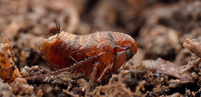 À propos des puces de terre et des méthodes de traitement