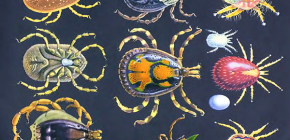 Caractéristiques de l'ordre Acariens Parasitiformes