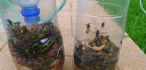 Nous préparons un piège pour les guêpes de nos propres mains