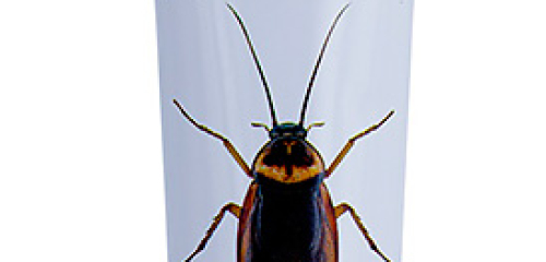 Gel-pâte Dezus de cafards