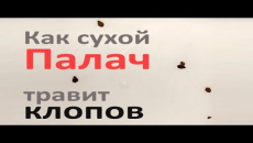 Nous vérifions l'effet résiduel du Bourreau sur les insectes (la rapidité avec laquelle ils sont gravés au contact d'une surface préalablement traitée, mais déjà séchée)