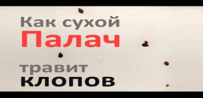 Nous vérifions l'effet résiduel du Bourreau sur les insectes (la rapidité avec laquelle ils sont gravés au contact d'une surface préalablement traitée, mais déjà séchée)