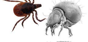 Acariens parasites : faits intéressants